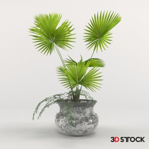 Plant 5