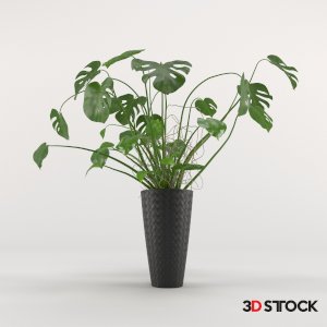 Plant 6